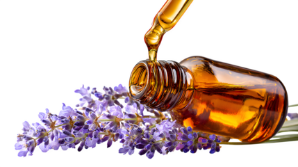 lavender oil and lavender