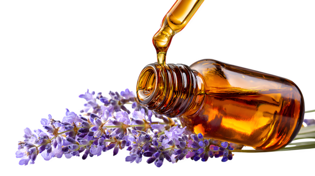 lavender oil and lavender