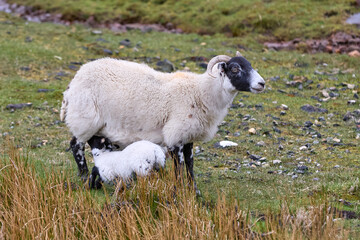 Obraz premium cute familiy of Scottish highland sheep