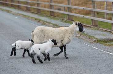 Obraz premium cute familiy of Scottish highland sheep