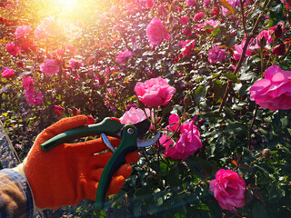 Gloved Hand Pruning White Roses in Summer Garden. Close-up of a gardener’s gloved hand trimming...