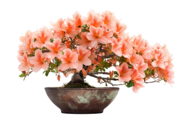 Peachy Azalea Bonsai