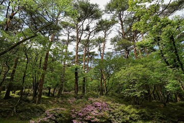 Fototapeta premium Kirishima National Park, Japan