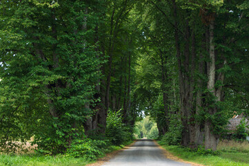 road through the forest, trees