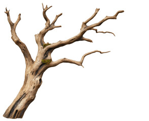 Weathered Tree Branch on White Background, PNG with transparency