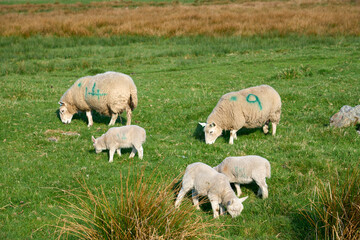 Fototapeta premium cute familiy of Scottish highland sheep