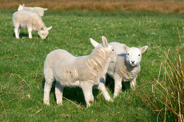 Obraz premium cute familiy of Scottish highland sheep
