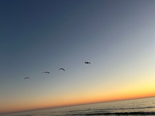 seagulls on the beach