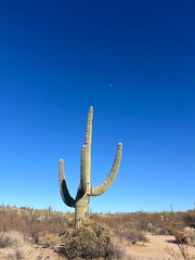 Obraz premium Cactus and moon in Arizona