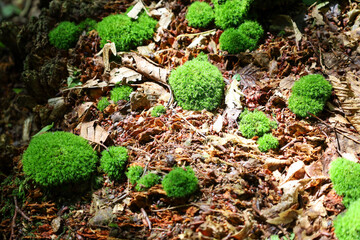 A close-up of the forest floor, featuring fluffy clumps of vibrant green moss growing among dry leaves and twigs. This contrast between life and decay creates an atmosphere of constant renewal in natu