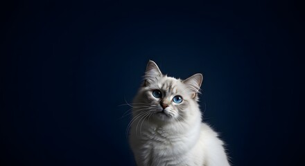 Fluffy white cat with blue eyes covered in white powder