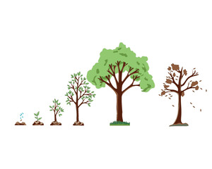 Obraz premium Tree Lifecycle Vector 