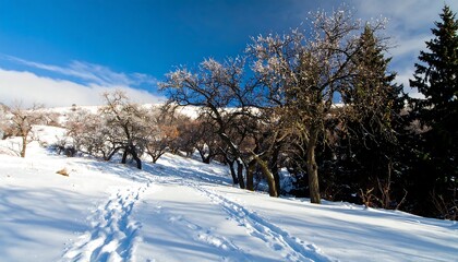 Obraz premium Winter wonderland landscape (1)