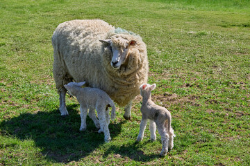 Fototapeta premium cute familiy of Scottish highland sheep