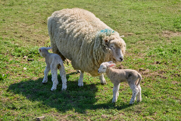 cute familiy of Scottish highland sheep