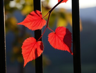 Obraz premium Vibrant red autumn leaves against a blurred natural background