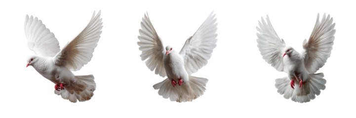 Close-up urban park photography of doves in flight and wildlife on transparent background