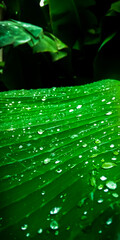 water drops over leaf..
