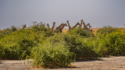 Fototapeta premium Panoramic landscape with a group of giraffes in Kalahari Desert, Namibia. Herd of giraffe pastured in savanna, wild African animals in natural habitat, safari