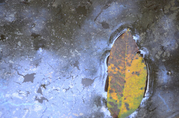old standing water with a leaf floating in it
