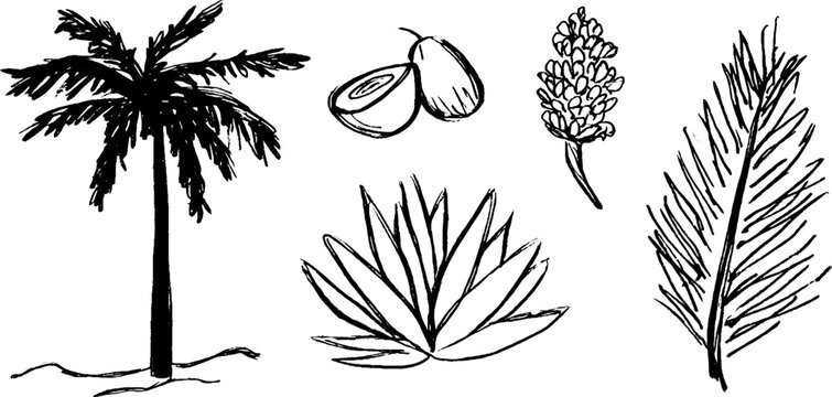 Black and white sketch set of tropical palms and leaves for design