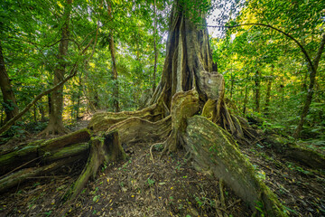 A towering kapok tree in the Amazon rainforest, surrounded by dense greenery and smaller plant...