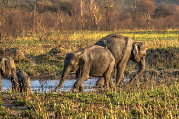 Fototapeta premium Asian elephant. Elephas maximus A tusked male Asian elephant in Bandipur National Park, Karnataka, India in the west, Nepal in the north, Sumatra in the south, and to Borneo in the east