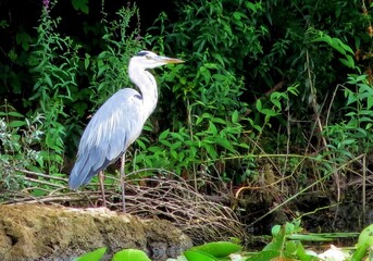 Majestic Grey Heron Poised by the Waters Edge Amidst Lush Green Vegetation