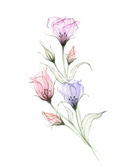 Obraz premium Lilac and pink eustoma, lisianthus, prairie gentian. Translucent flowers isolated. Watercolor drawing, pastel colors. Hand painted botanical illustration. Floral design for wedding decor, card, print.