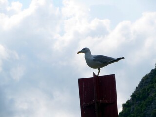 Yellow Legged Gull Perches Majestically on a Wooden Post Under a Cloudy Sky at Dusk