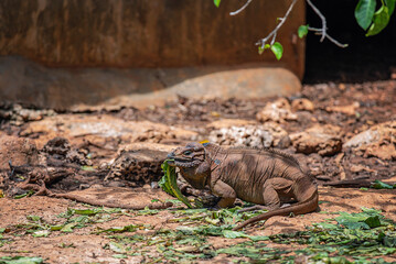 Wild iguana resting on rocky terrain under a warm afternoon sun