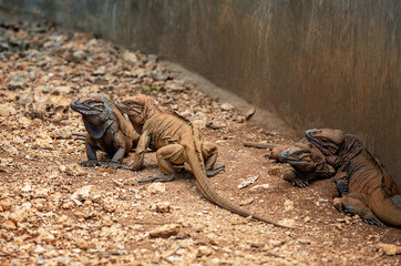 Wild iguana resting on rocky terrain under a warm afternoon sun