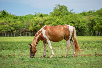 Brown and white horse grazing peacefully on green pasture