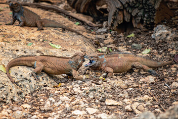 Wild iguana resting on rocky terrain under a warm afternoon sun
