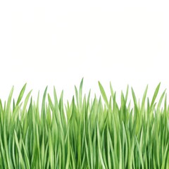 Obraz premium Lush vertical blades of green grass set against a clean white background, showcasing fresh turf texture ideal for nature, landscaping, and garden visuals.
