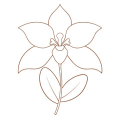 minimalist line art illustration of xylobium squalens orchid flower