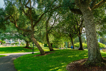 Gene Coulon Park Trees