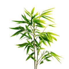 Obraz premium Vibrant green bamboo plant, sharply focused against black background. Fresh, lush foliage with slender stems. Detailed leaf edges