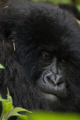 Obraz premium A close-up shot of a gorilla's face, showcasing its dark fur, wrinkled skin, and expressive eyes.