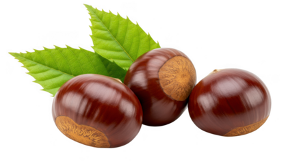 Three shiny brown horse chestnuts with green leaves isolated on transparent background