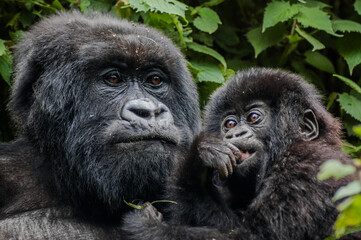 Mother and baby, Bwindi Impenetrable Forest in Uganda © Nick