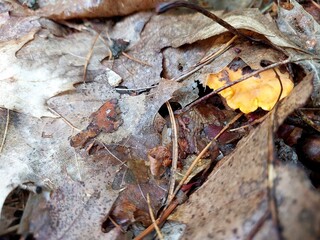 Chanterelle Mushroom Cap Nestled Among Autumn Leaves in a Serene Forest Setting