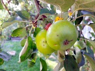 Green Apples Grow on Branches Amidst Lush Foliage in an Orchard During Sunny Weather