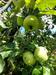 Green Apples Hanging on a Branch Amidst Fresh Spring Leaves in a Sunny Orchard