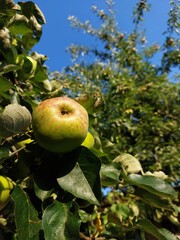 Green Apples Hanging From a Lush Branch Against a Clear Blue Sky in a Sunny Orchard