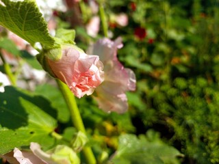 Mallow Flower Blooming in a Vibrant Garden During a Sunny Day in Spring