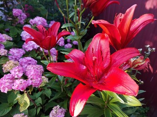Vibrant Pink Lilies Bloom Amidst Lush Greenery in a Tranquil Garden During Summer