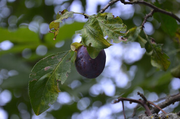 plum in leaves on the tree