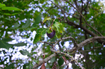 plum in leaves on the tree