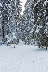 Snowy forest path, sunny day